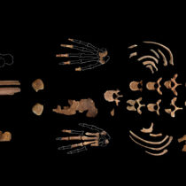 DNA research examines predecessors of Red Lady of El Miron