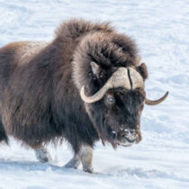 Study reveals different phases of evolution during Ice Age