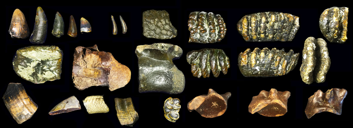 Homo erectus from the seabed