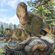 T. rex’s direct ancestor crossed from Asia to North America