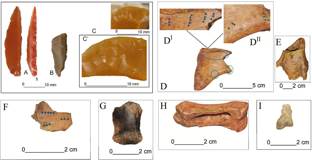 Tools (above left) and cut marks on animal bones. Image : Forgia et al. 2025, Archaeological and Anthropological Sciences.