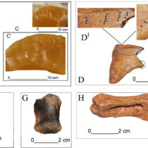 Earliest human presence in Sicily