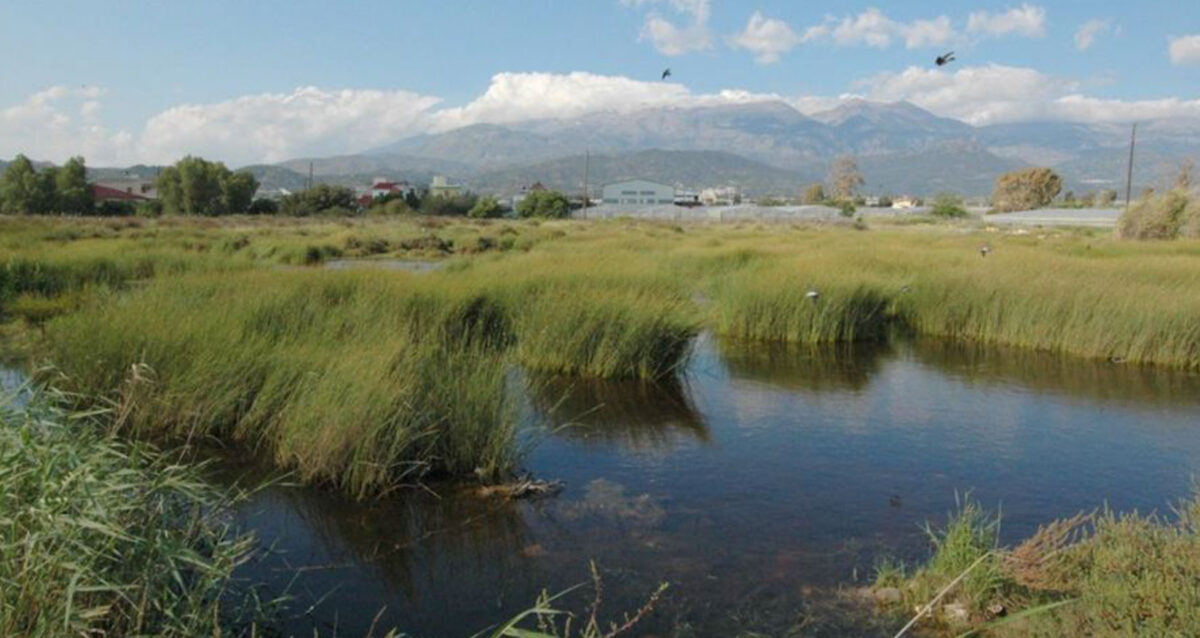 Wetlands as refugia?