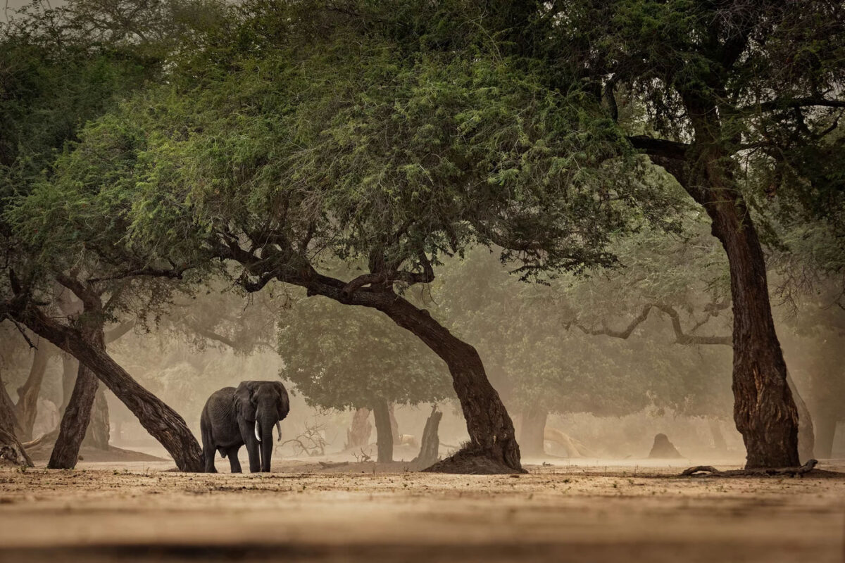 Humans learned to thrive in a variety of African environments before their successful expansion into Eurasia roughly 50,000 years ago. © Ondrej Pelanek and Martin Pelanek