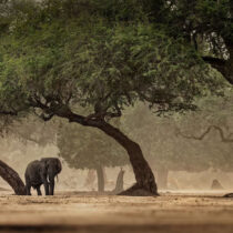 Humans learned to thrive in diverse habitats
