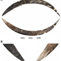 A Boomerang from the Ice Age