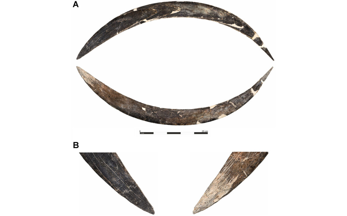 A Boomerang from the Ice Age