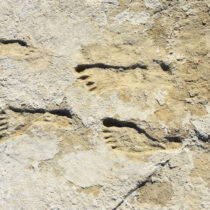 Earliest evidence of humans in the Americas confirmed