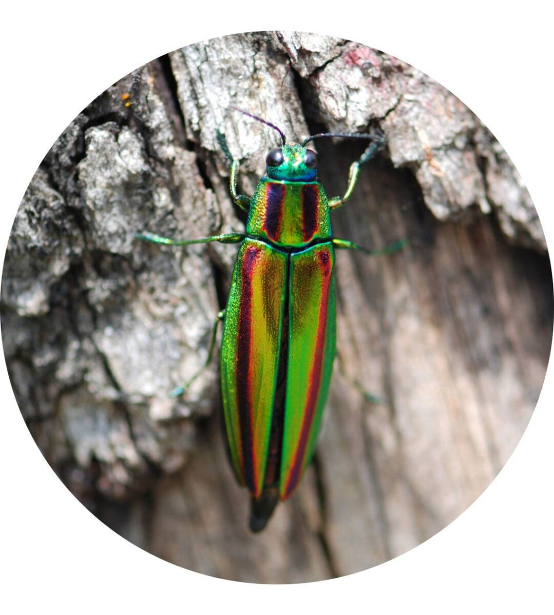 A jewel beetle, the insect whose wings were used to decorate the ancient crown. Photo from Korea Heritage Service