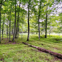 Archaeologists find intensive indigenous farming in Michigan
