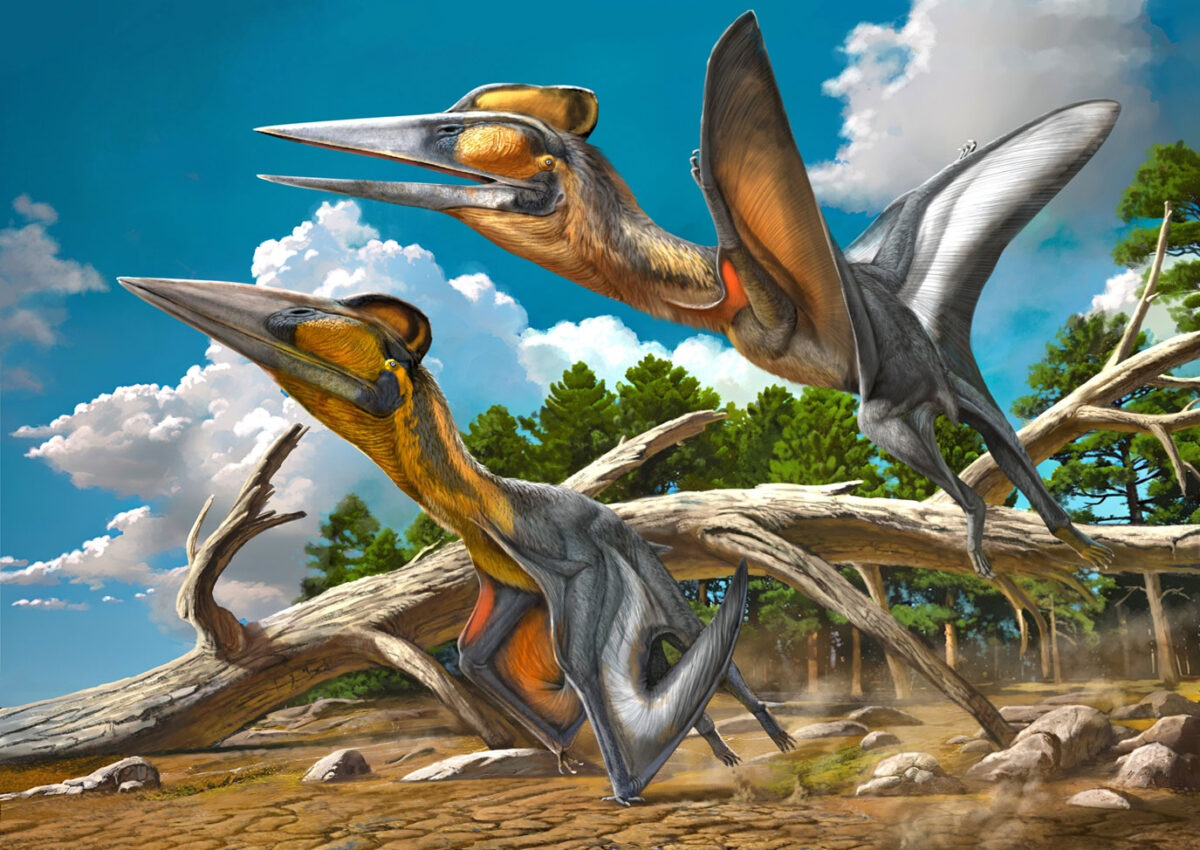 First named pterosaur from Japan