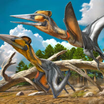 First named pterosaur from Japan