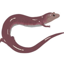 Scientists uncover massive fossil salamander