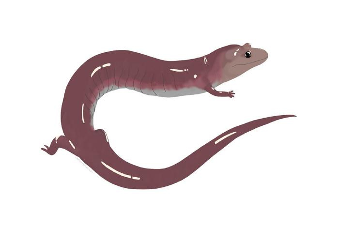 Scientists uncover massive fossil salamander