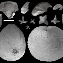 Tiny fossils, big discoveries