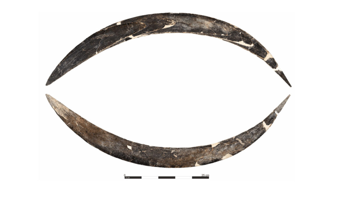 World’s oldest boomerang found in Poland