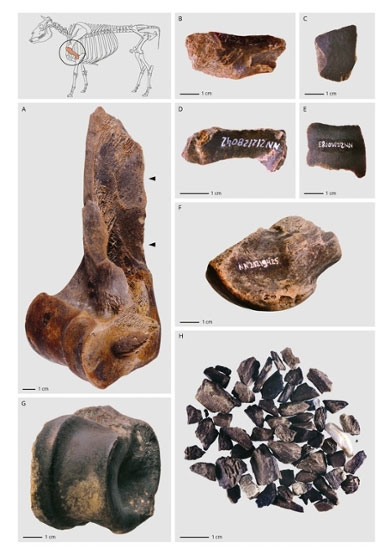 Neanderthals ran ‘fat factories’ 125,000 years ago