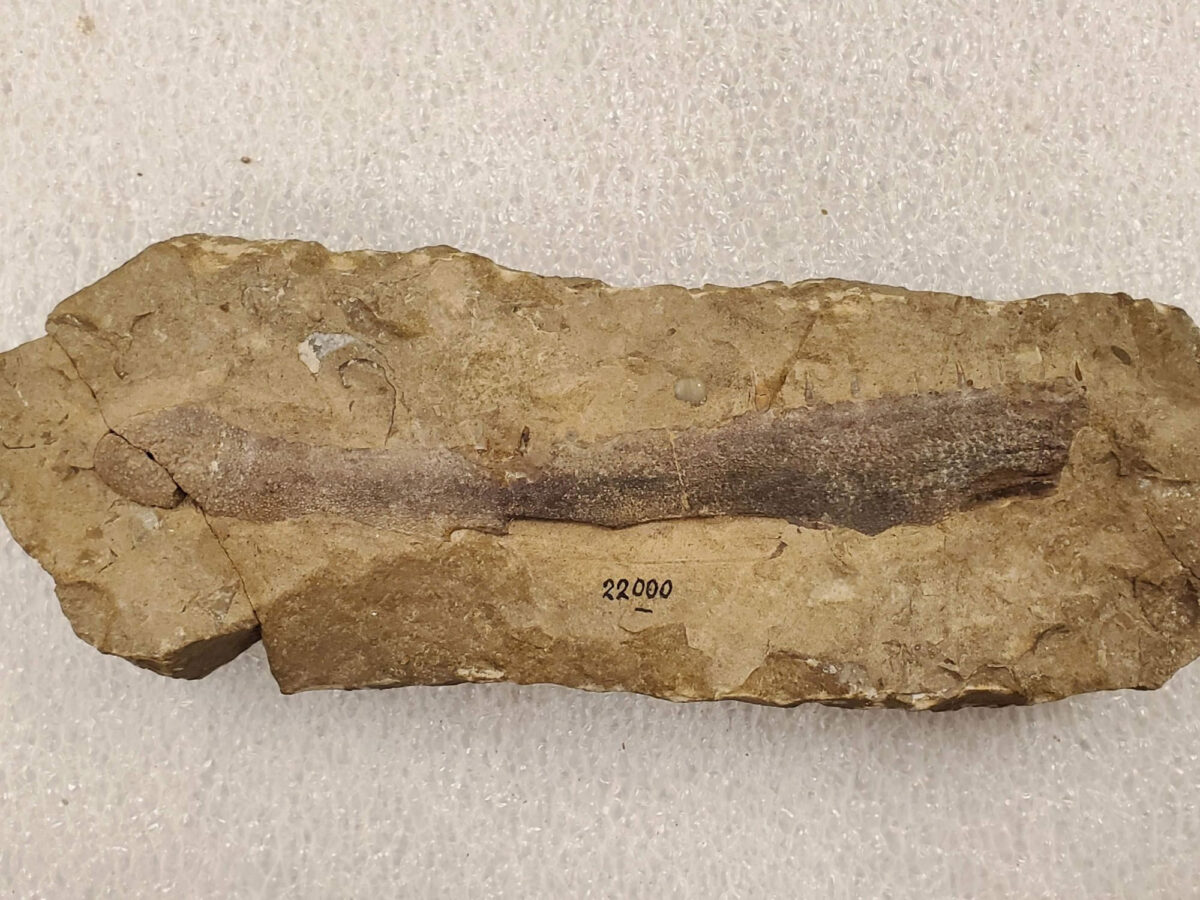 Whole skeleton of Dipterus, an extinct lungfish from the Middle Devonian epoch. Specimen (UMMP 16140) from the University of Michigan Museum of Paleontology. Image credit: E.M. Troyer