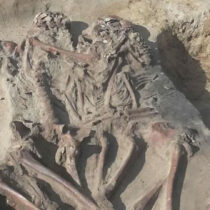 Rare Mesolithic mass burial site found