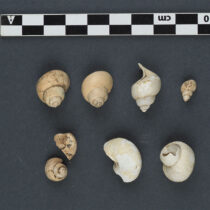 Polish researchers investigate Saqqara’s shells