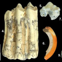 Ancient teeth reveal mammalian responses to climate change