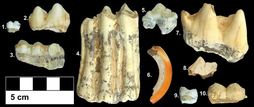 Examples of fossil teeth analyzed in this study, including specimens of 1) a macaque, 2) an extinct giant tapir, 3) a wild boar, 4) a wild large-sized bovid, 5) a tiger, 6) a porcupine, 7) a Sumatran rhinoceros, 8) a dhole, 9) an orangutan and 10) a giant panda. © Dr. Nicolas Bourgon