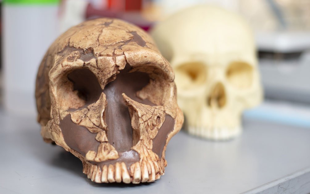Did lead limit brain and language development in ancient hominids