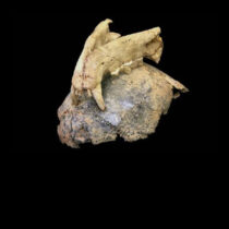 Were early humans hunters — or hunted?