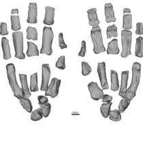 Human-like dexterity and gorilla-like gripping strength