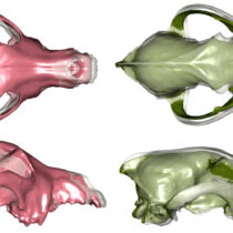 Extensive dog diversity millennia before modern breeding practices