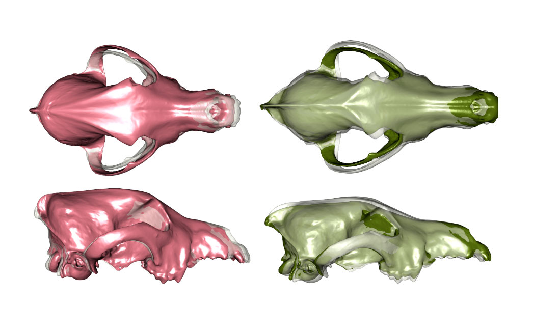 Extensive dog diversity millennia before modern breeding practices