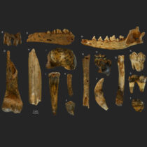 Humans and carnivores shared chamois hunting