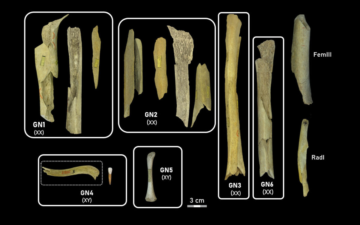 Victims of selective cannibalism at Goyet