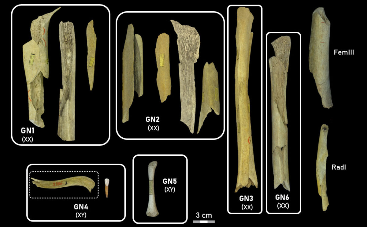 Neandertal human remains from the Troisième caverne of Goyet (Belgium). Highly fragmented bones bear traces characteristic of fresh bone fracturing and percussion, demonstrating intentional treatment of the bodies. The individuals (GNx, for “Goyet Neandertal” x), numbering six at minimum, were identified by genetic analyses: XX indicates female gender, and XY male gender.
© Royal Belgian Institute of Natural Sciences /Scientific Reports