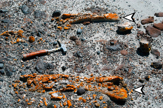 Lichens and drones reveal dinosaur bones