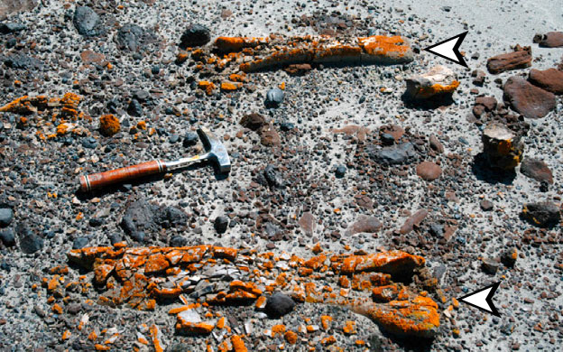 Lichens and drones reveal dinosaur bones