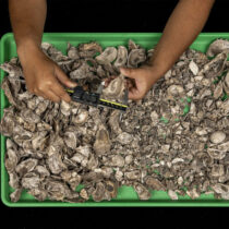 When only the strong shells survive