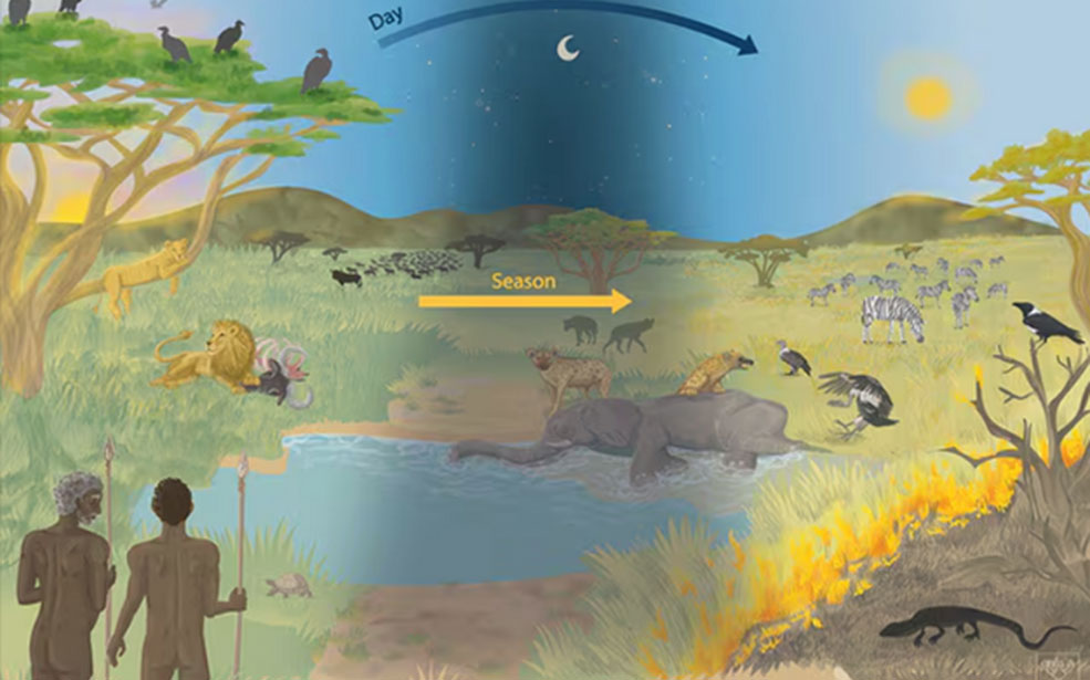 Eating carrion may have made us human