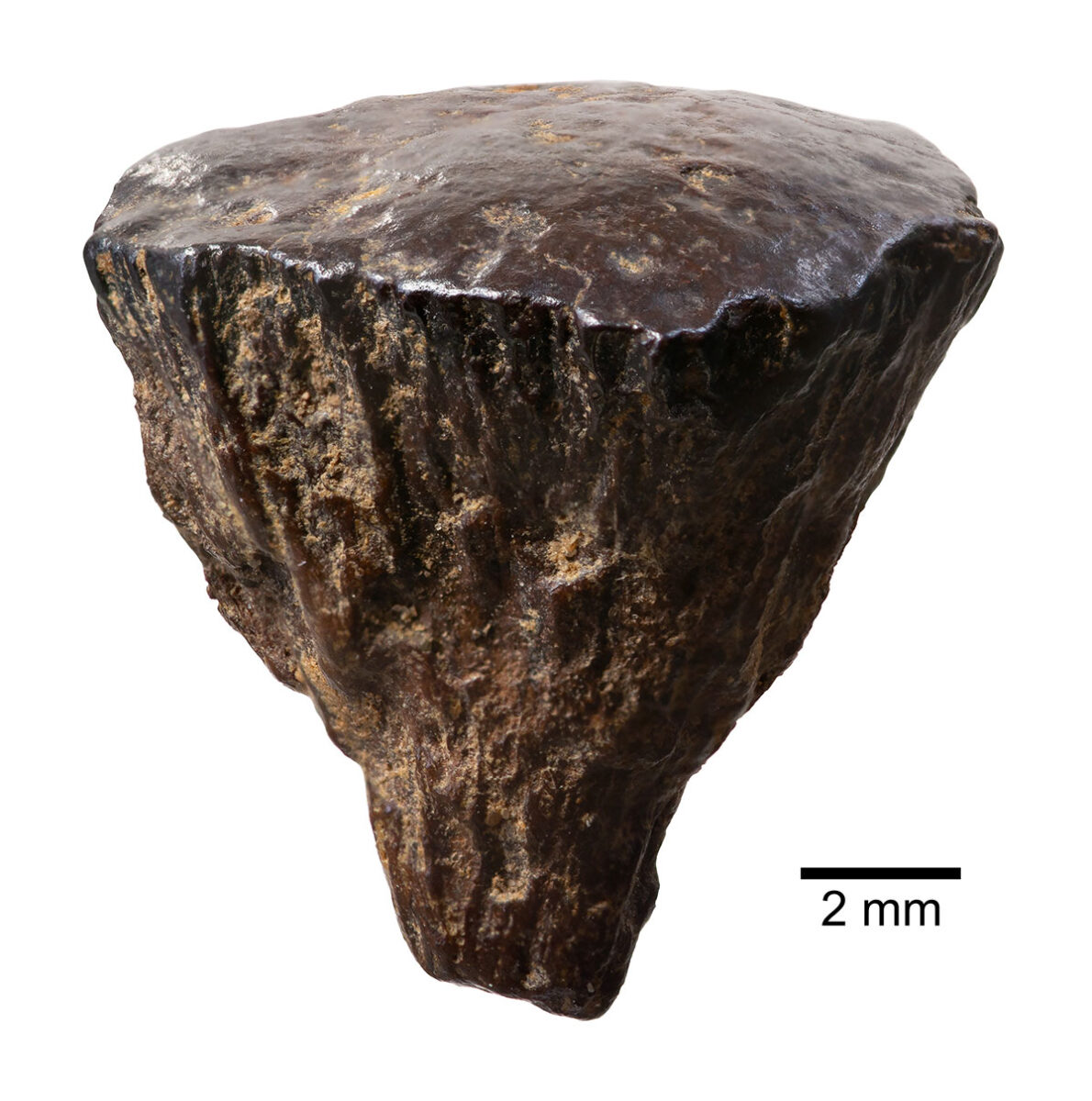 Pyrite specimen. Courtesy Pathways to Ancient Britain Project.
Photo: Jordan Mansfield. Fragment of iron pyrite discovered at
Barnham, Suffolk, in 2017.
