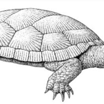 Fossil turtle shells from Jurassic Poland