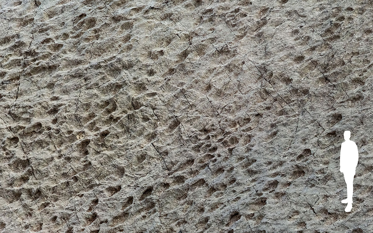 Thousands of dinosaur tracks discovered in Stelvio National Park