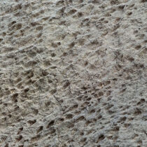 Thousands of dinosaur tracks discovered in Stelvio National Park