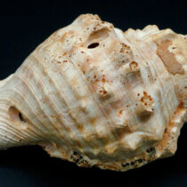 Seashells: horns from the Neolithic