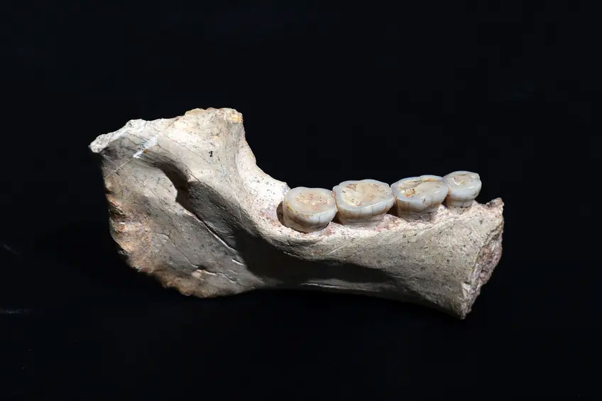 African lineage near the root of Homo sapiens