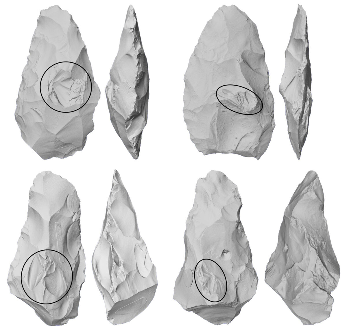 Examples of British Acheulean handaxes where lumps (in ovals) have been flaked directly. Courtesy : Ceri Shipton