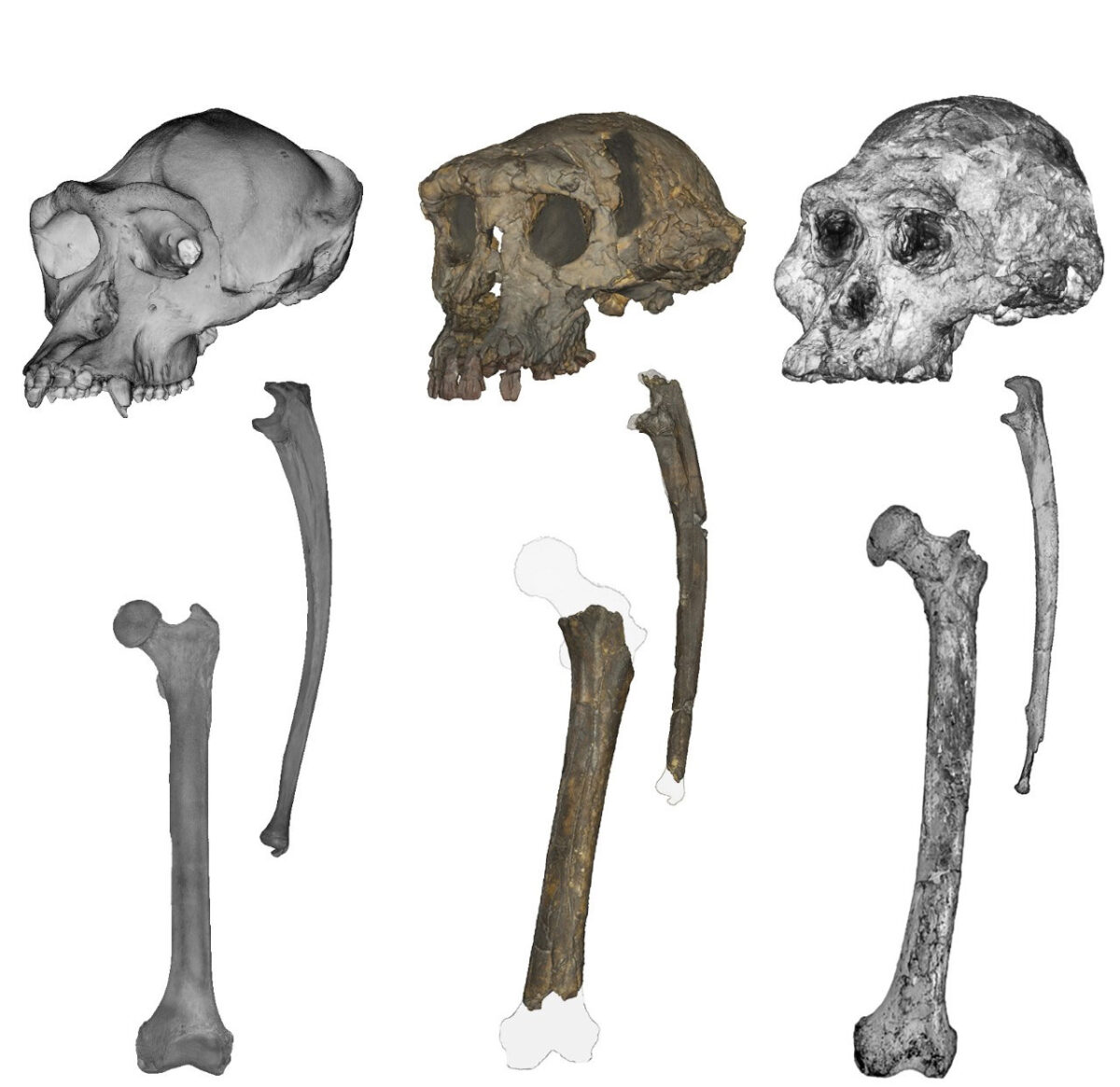 Crania, ulnae, and femora of (left to right): a chimpanzee, Sahelanthropus, and Australopithecus. Image courtesy of Scott Williams/NYU and Jason Heaton/University of Alabama Birmingham.