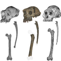 Anthropologists Offer New Evidence of Bipedalism