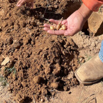 A potato changes the agricultural story in the American Southwest
