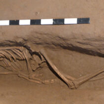 First genetic evidence of Islamic migration to Girona