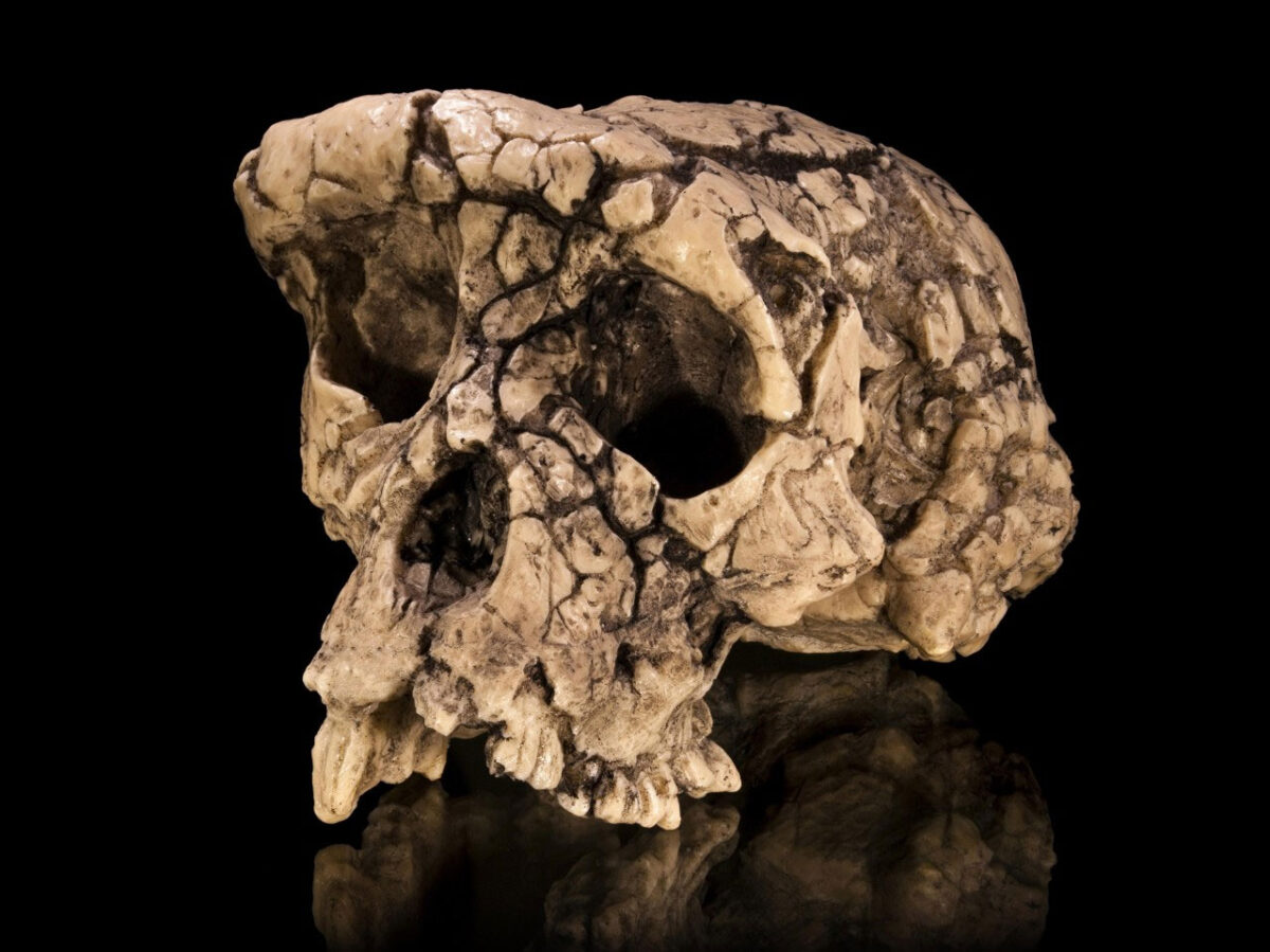 Cast of the skull of Sahelanthropus tchadensis—a species discovered in the early 2000s. Photo credit: Didier Descouens, via Wikimedia Commons